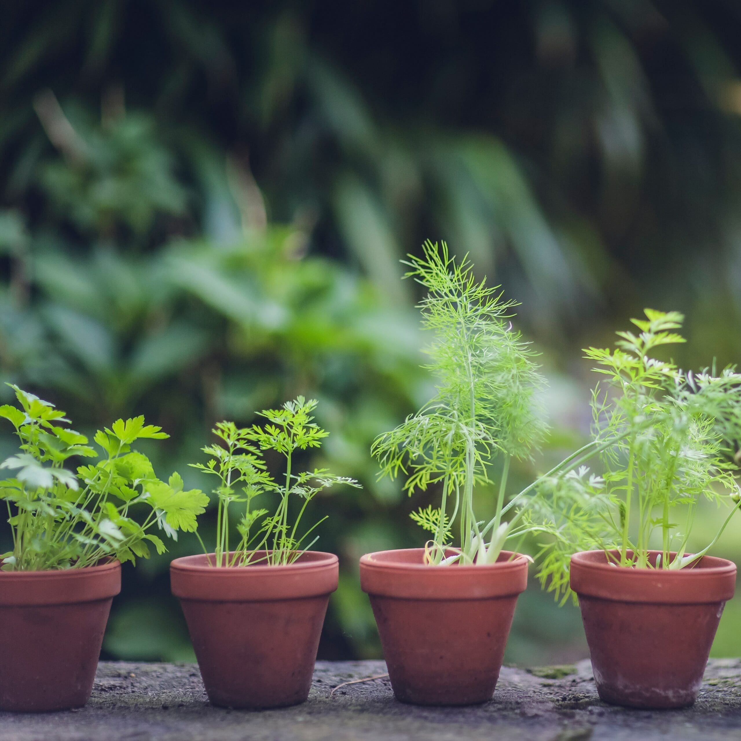 Featured image for “DIY Herb Garden ”